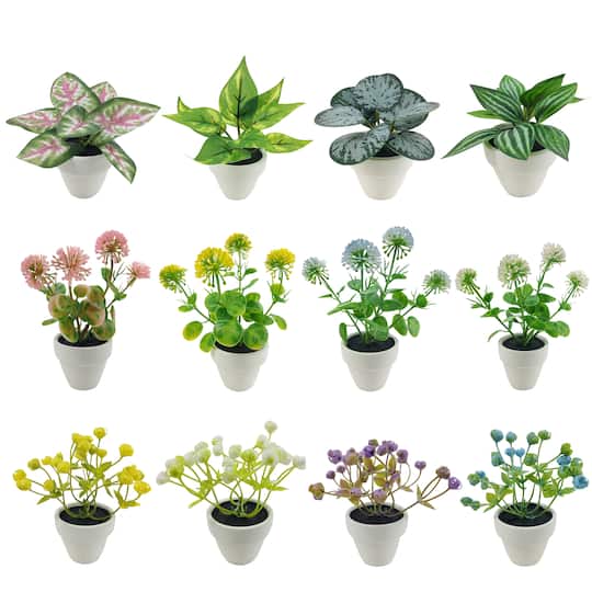 Assorted Micro Plant, 1pc. by Ashland®